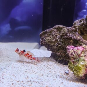 Pink Scooter Blenny