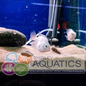 Platinum Parrot Cichlid