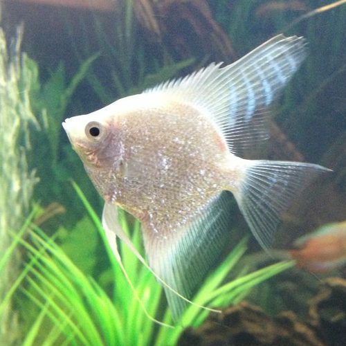 Platinum Angelfish