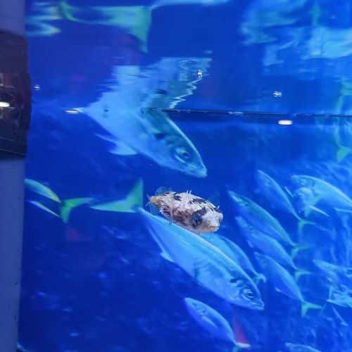 Porcupine Pufferfish