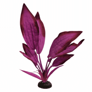 Purple Bleheri Silk Plant