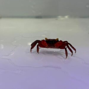 Vampire Crab
