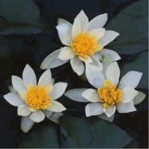 Pygmaea Alba Dwarf Lily 1 Litre