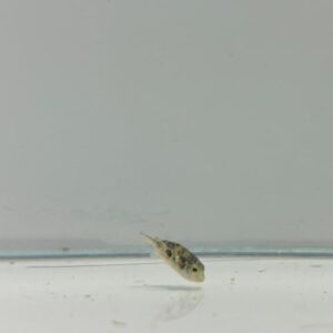 Pygmy Pufferfish
