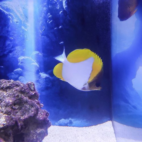 Pyramid Butterflyfish