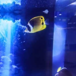 Raccoon Butterflyfish Small
