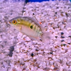 Rainbow Cichlid Pre-Order