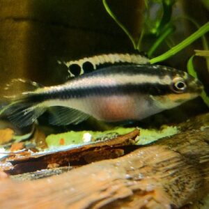 Rainbow Kribensis