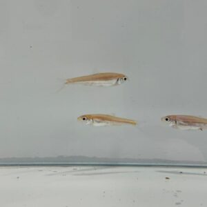 Rainbow Shiner
