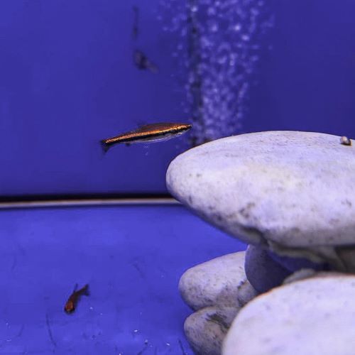 Red Beckford's Pencilfish