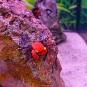 Red Devil Vampire Crab