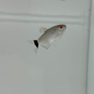 Red Eye Tetra