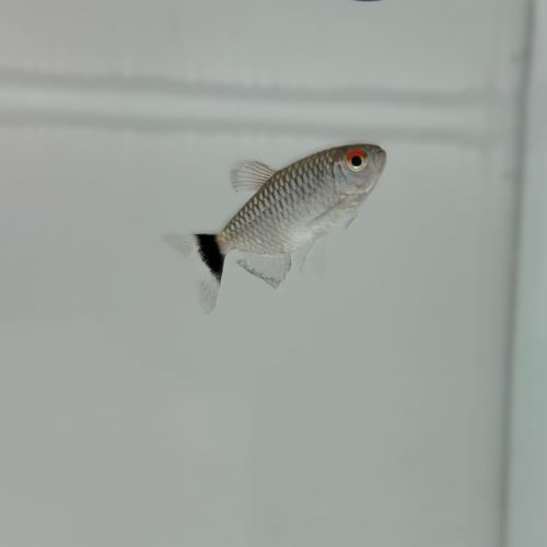 Red Eye Tetra