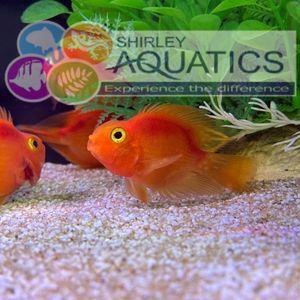 Red Parrot Cichlid 2-3"