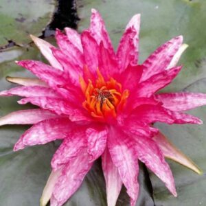 Red Spider Water Lily 3 Litre