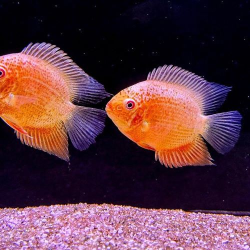 Red Spot Severum