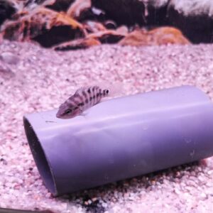 Red Terror Cichlid