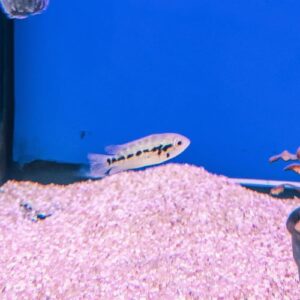 Red Tiger Cichlid