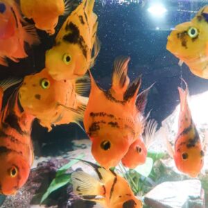 Red Tiger Parrot 3-4"