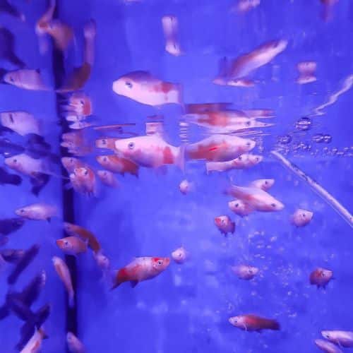 Red & White Swordtail