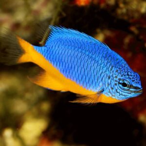 Regal Damselfish - Tank Bred