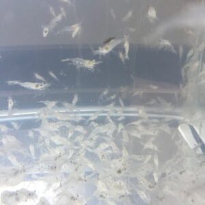River Shrimp Portion