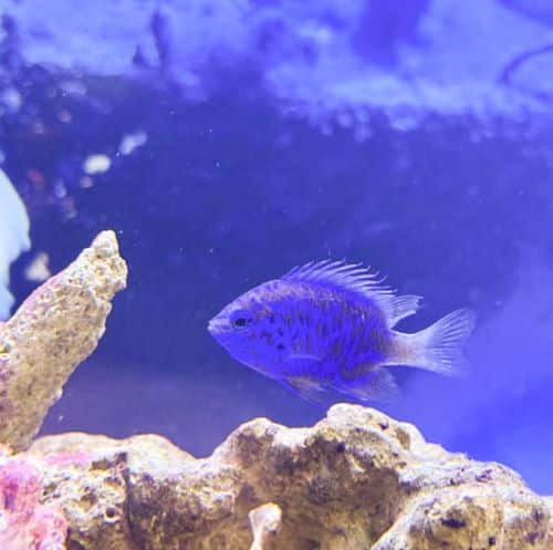 Royal Blue Damselfish