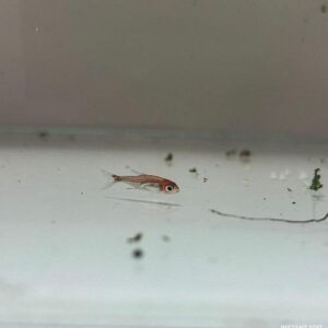 Ruby Tetra