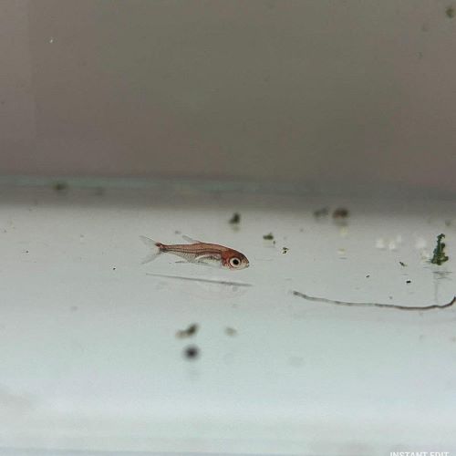 Ruby Tetra