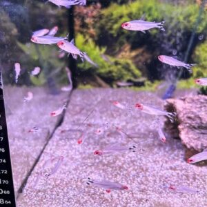Rummynose Tetra