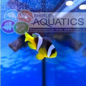 Sebae Clownfish