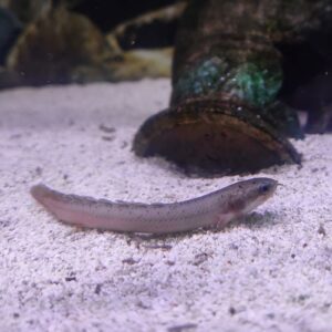 Senegal Bichir