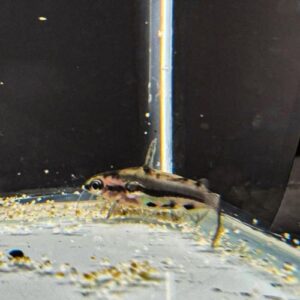 Shadow Catfish