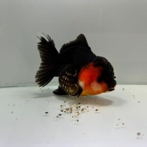 Shogun Oranda Goldfish