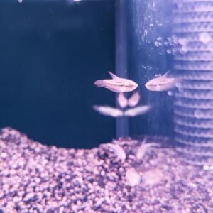 Sparkling Gourami