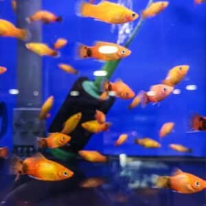 Sunset Platy