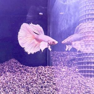 Assorted Super Delta Betta