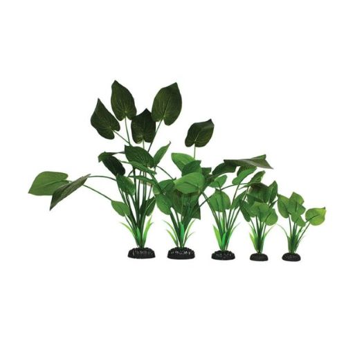 Syngonium Green Silk Plant