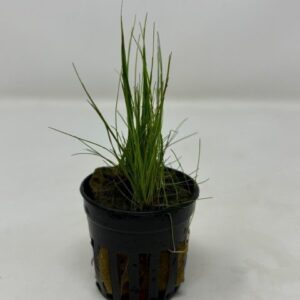 Eleocharis parvula Pot
