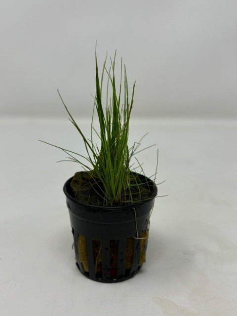 Eleocharis parvula Pot