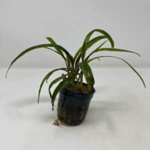 Cryptocorne balansae Pot
