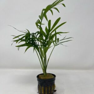 Chamaedorea "Palm" Pot