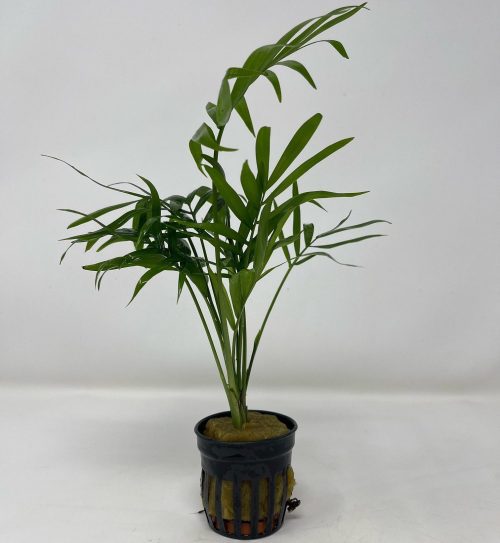 Chamaedorea "Palm" Pot