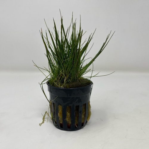 Eleocharis acicularis Pot
