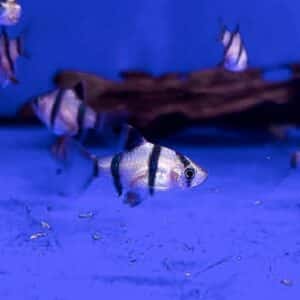 Tiger Barb