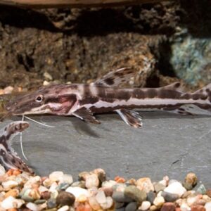 Tiger Shovelnose Catfish