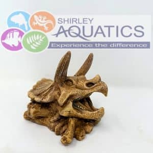 Triceratops Dinosaur Skull Aquarium Ornament