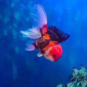 Tri-colour Oranda Goldfish Large