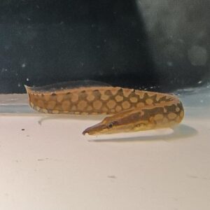 Tyre Track Eel
