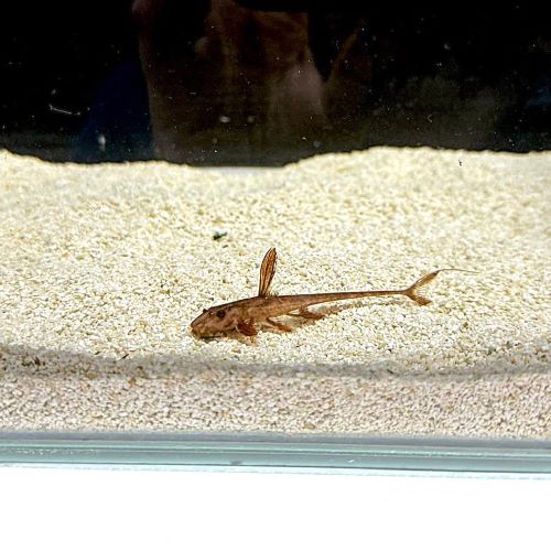 Whiptail Catfish